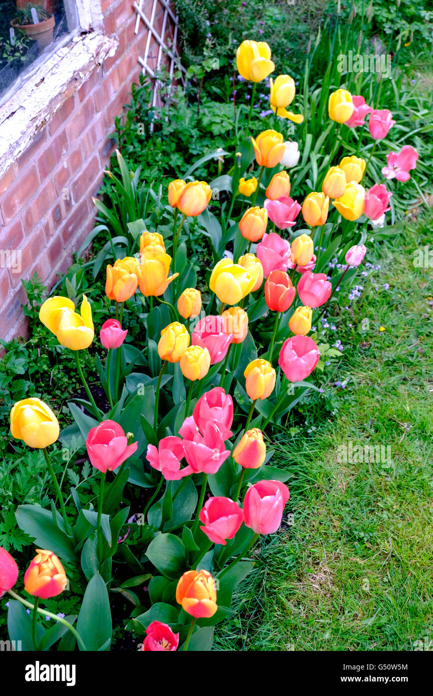 Rosa e tulipani gialli nel confine del giardino accanto a prato, REGNO UNITO Foto Stock