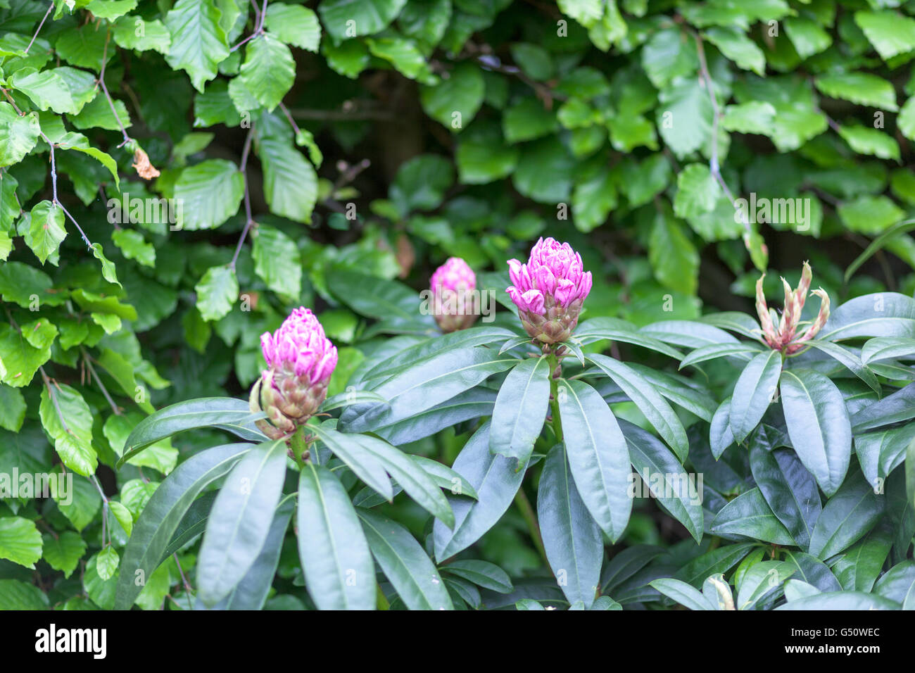 Le gemme di porpora rododendri in fiore nel giardino, REGNO UNITO Foto Stock