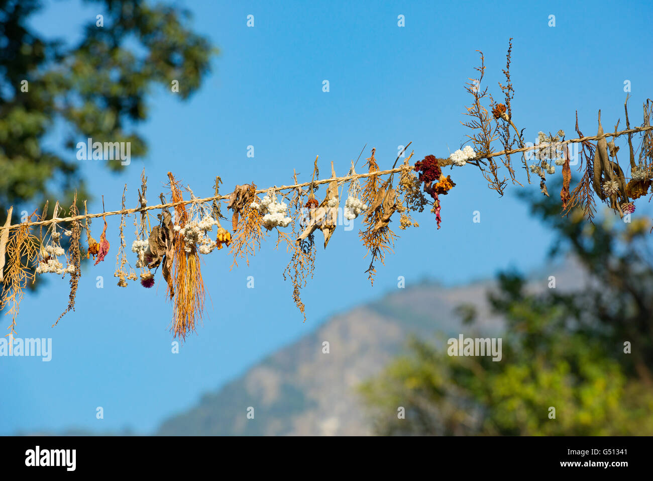 Il Nepal, Regione Occidentale, Dhawalagiri, sul circuito di Annapurna - Giorno 15 - Da Tike Dhunga a Jhobang - Flowergarden oltre la strada per Naya Pol Foto Stock