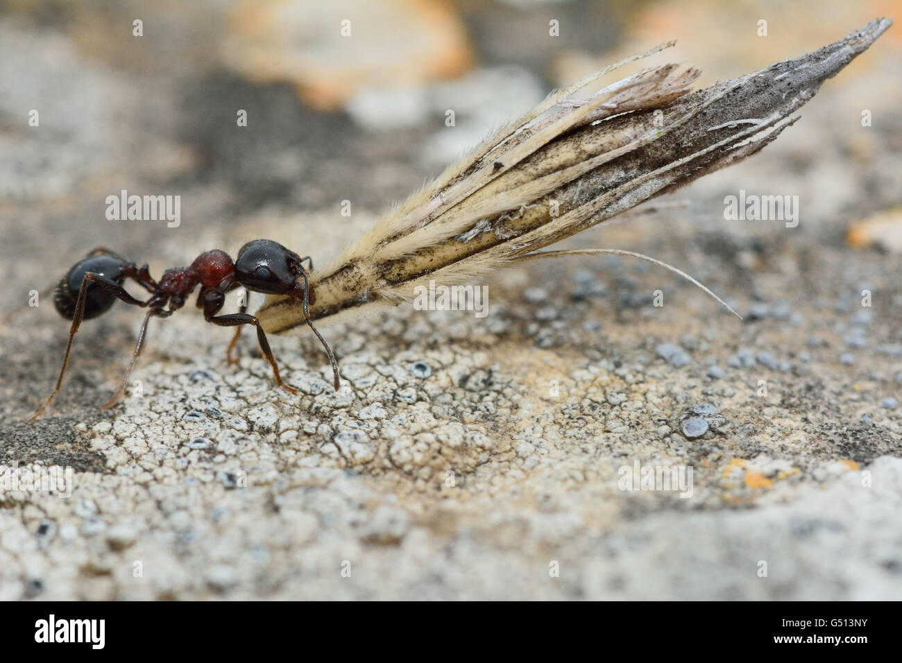 Ant portando semi d'erba. Insetto in famiglia Formicidae dimostrando una forza incredibile Foto Stock