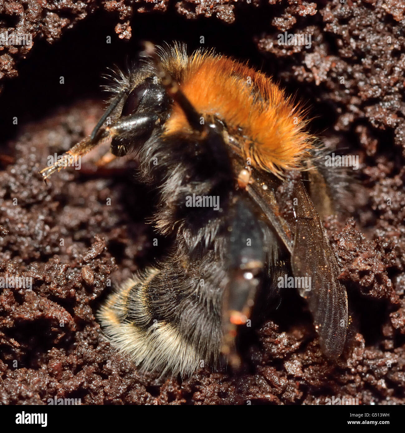 Tree bumblebee (Bombus hypnorum) entra in modalità di ibernazione. Gli insetti mostrato durante il letargo invernale tra terreno e legno marcio Foto Stock