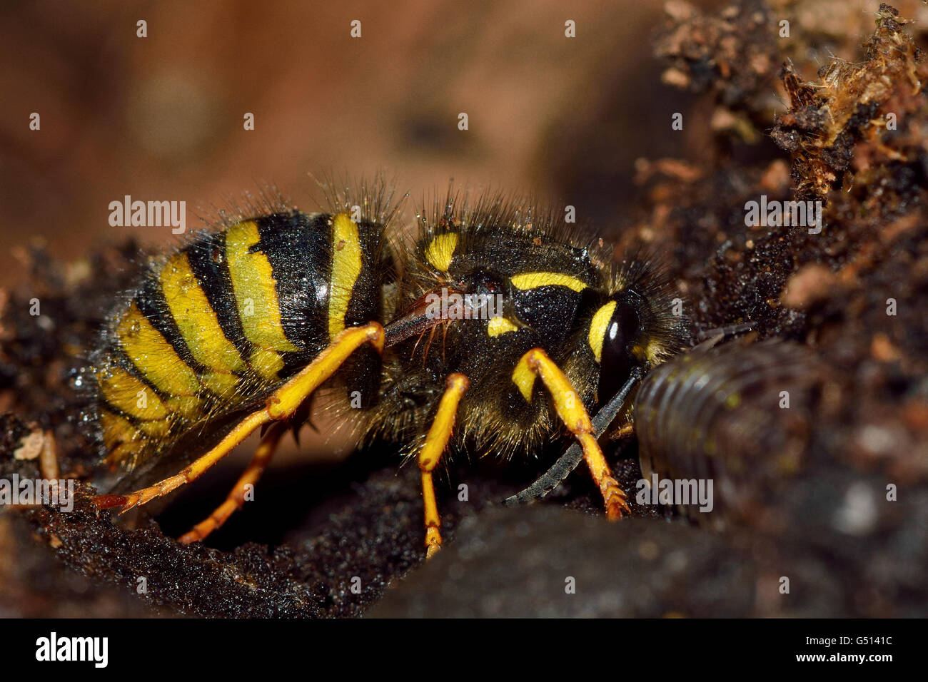 Tree wasp (Dolichovespula sylvestris) queen. Una vespa nella famiglia Vespidae, mostrando identificare pattern sul torace e addome Foto Stock