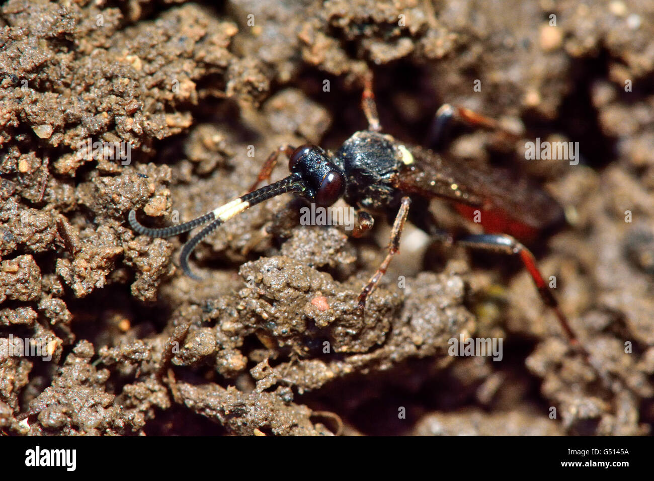 Ichneumon suspiciosus. Wasp nella famiglia Ichneumonidae, un parassitoide di larve di lepidotteri Foto Stock
