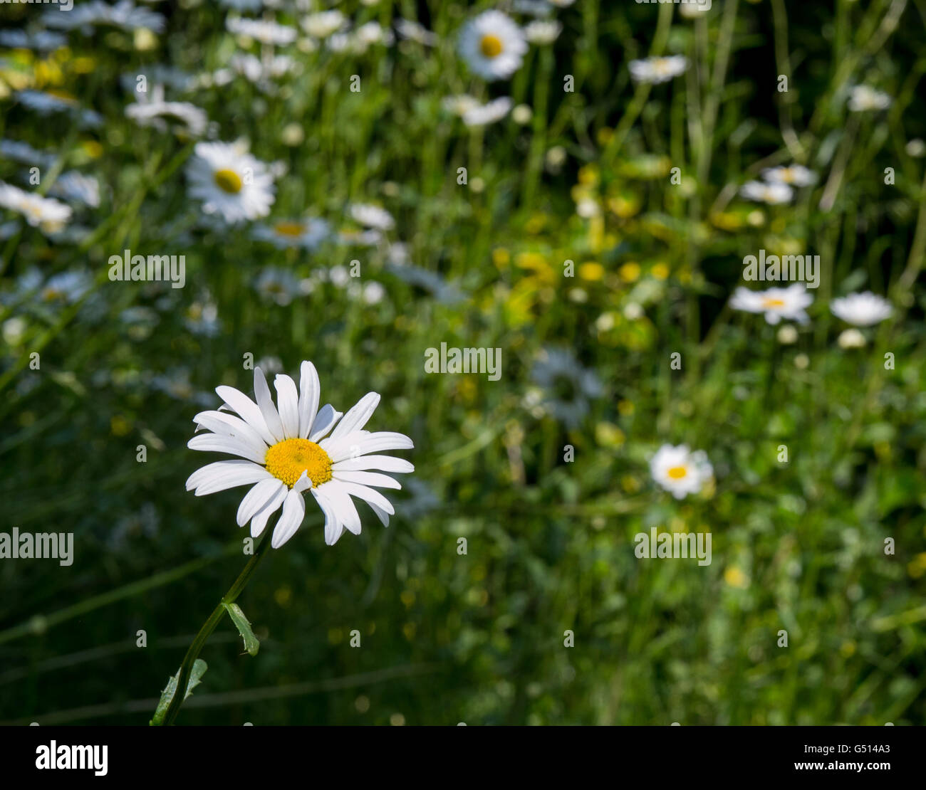 Bel fiore Daisy bianca con margherite sfocata sul verde scuro dello sfondo di prato Foto Stock