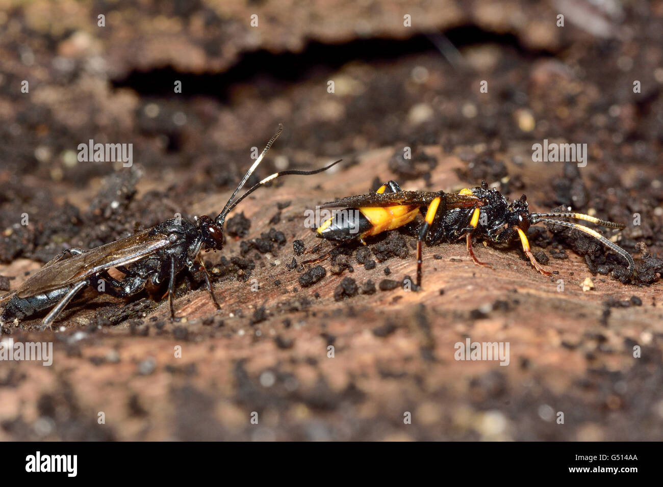 Stenichneumon culpator e Ichneumon stramentor. Vespe in famiglia Ichneumonidae, parassitoidi di larve di lepidotteri Foto Stock