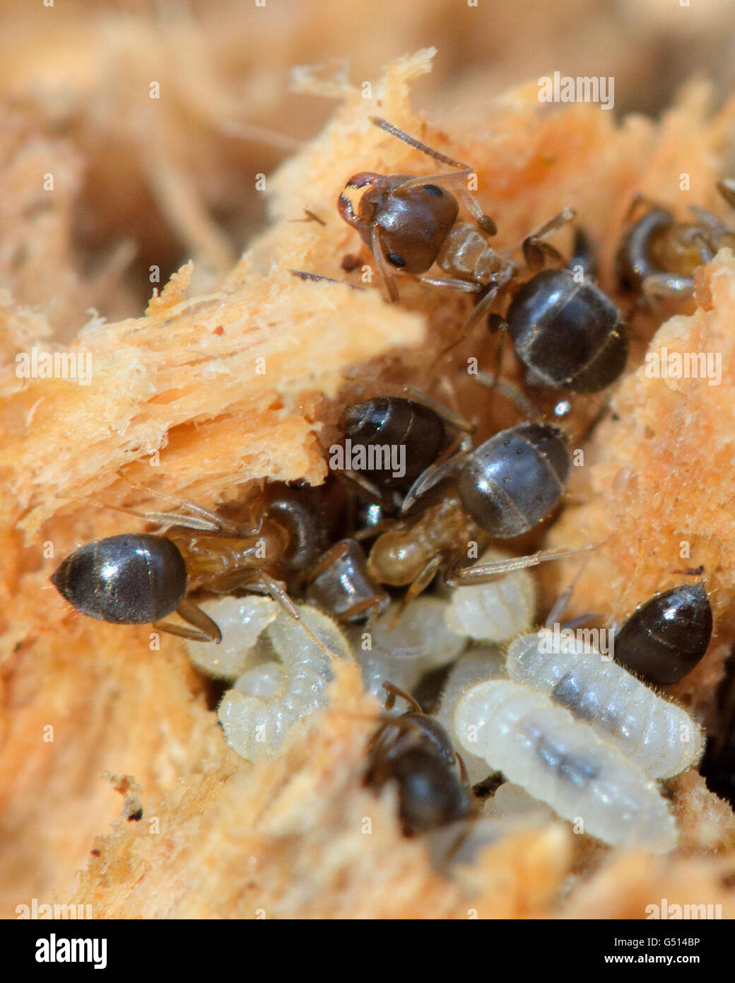 Marrone (formiche Lasius brunneus) con larve. Lavoratori riposizionare le larve dopo un nido è disturbato nel legno marcescente di un albero Foto Stock