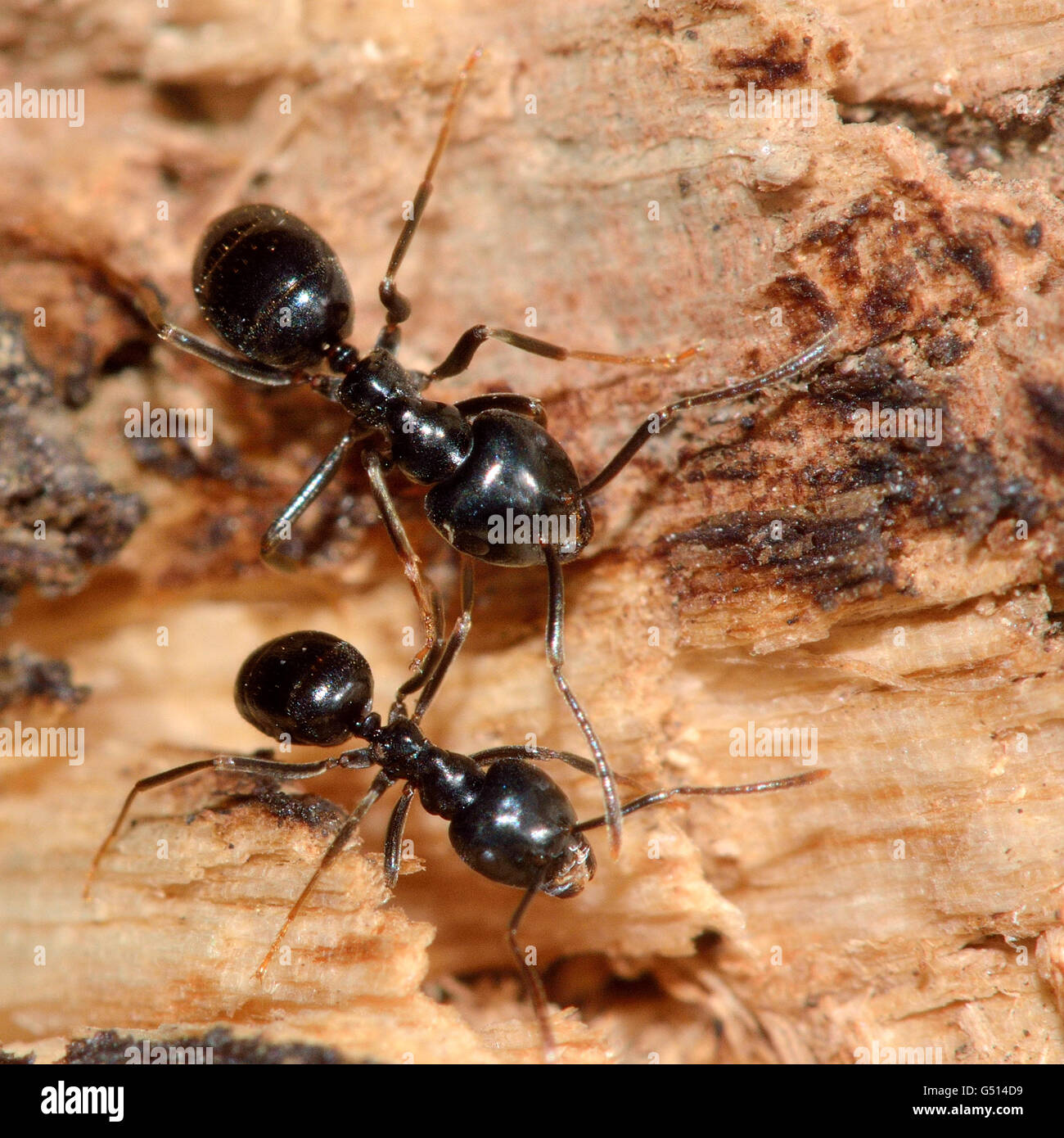 Jet Black formiche (Lasius fuliginosus). I lavoratori nella famiglia Formicidae, mostrando cuore distintivo-a forma di testa di specie Foto Stock