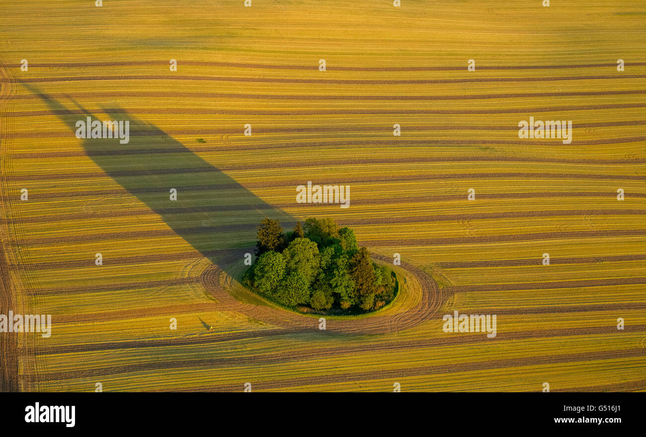 Vista aerea, raccolte campo con tree island e lunghe ombre, Stuer, Meclemburgo Lake District, Meclemburgo Lake District, Foto Stock