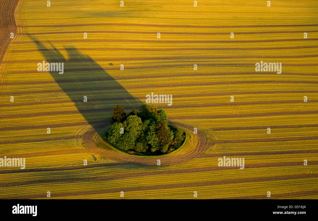 Vista aerea, raccolte campo con tree island e lunghe ombre, Stuer, Meclemburgo Lake District, Meclemburgo Lake District, Foto Stock