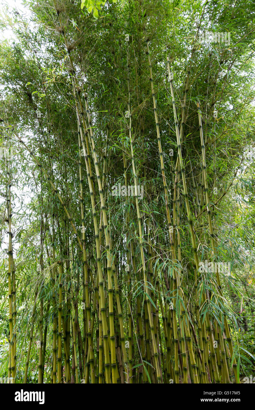 I gambi e le foglie del gigante di coda di volpe bambù da Cile, Chusquea gigantea Foto Stock
