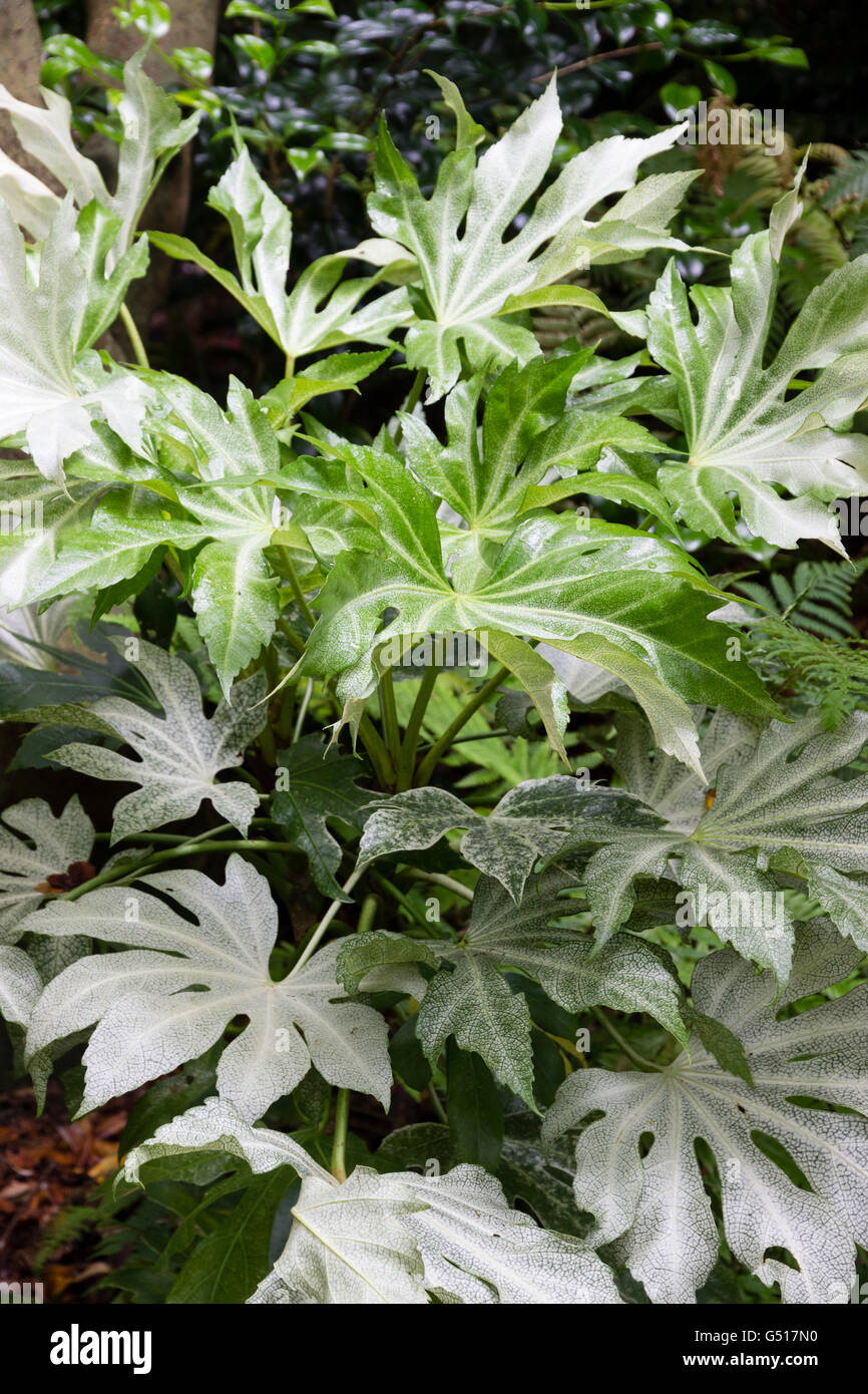 Bianco screziato fogliame sempreverde del grande lasciato, esotici arbusto, Fatsia japonica "ragno del Web" Foto Stock