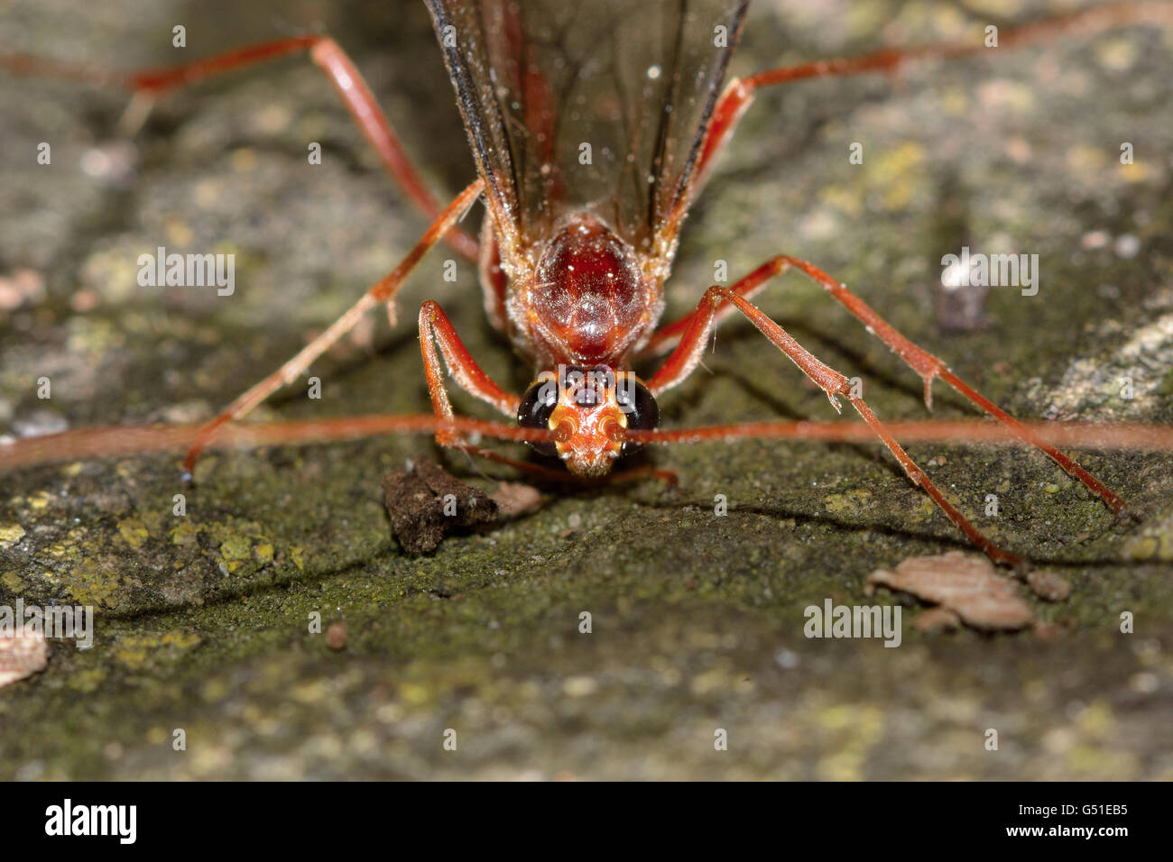 Ophion scutellaris ichneumon wasp la testa e gli occhi. Wasp nella famiglia Ichneumonidae, un parassitoide di larve di lepidotteri Foto Stock