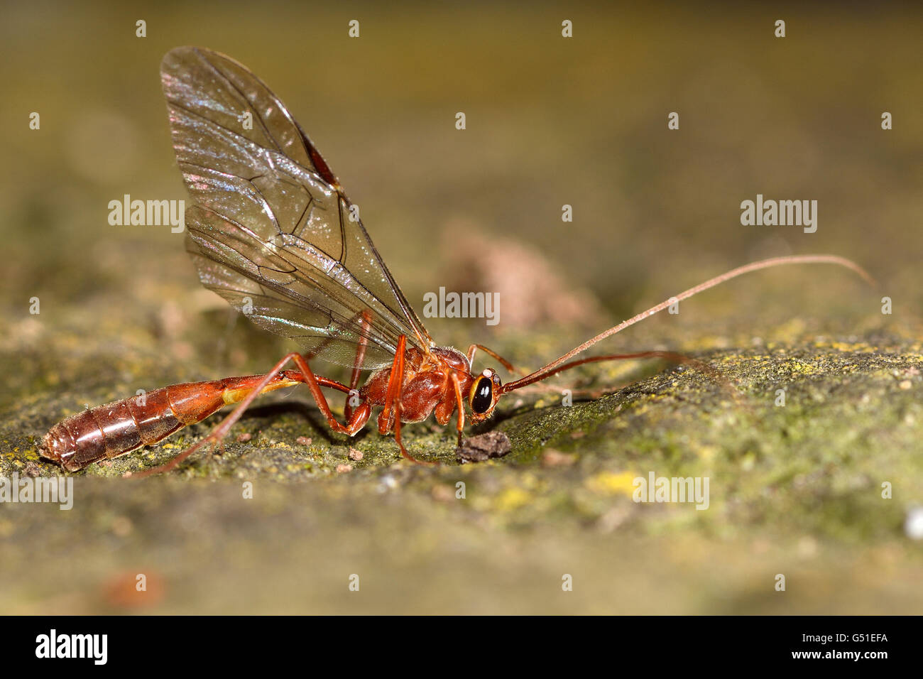 Ophion scutellaris ichneumon wasp nel profilo. Wasp nella famiglia Ichneumonidae, un parassitoide di larve di lepidotteri Foto Stock