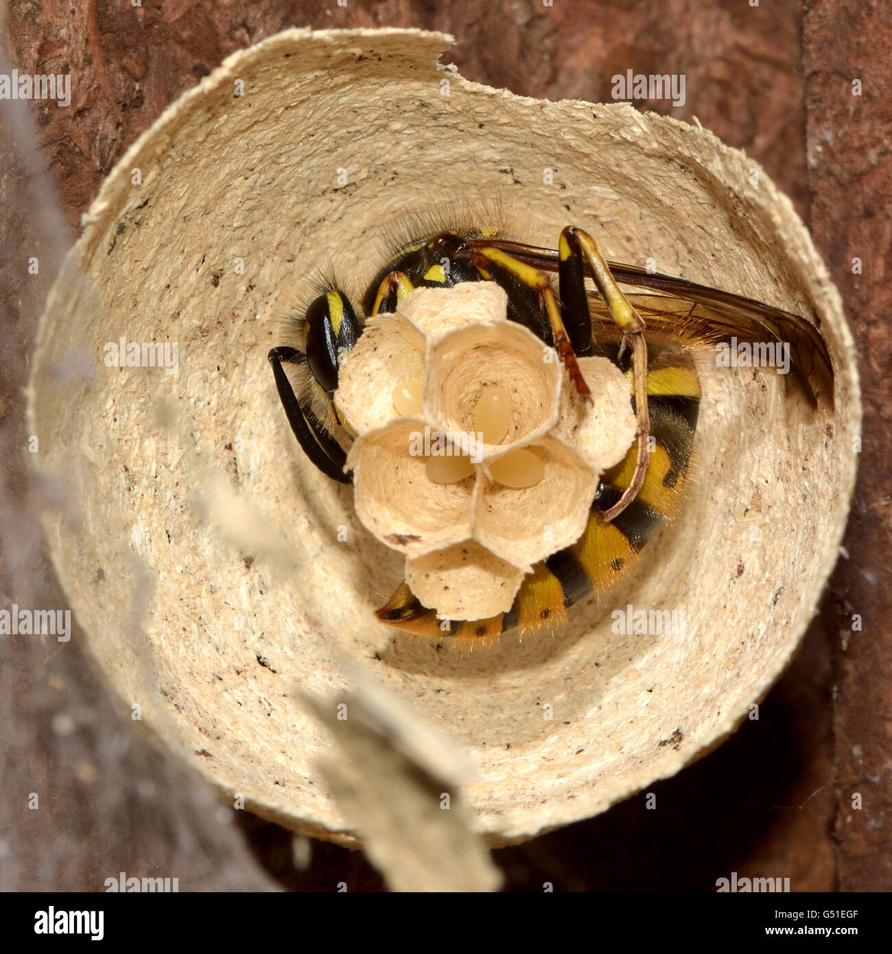 Common wasp queen (Vespula vulgaris) buildiing, costruire il nido di carta, con uova di futuri lavoratori in celle aperte Foto Stock