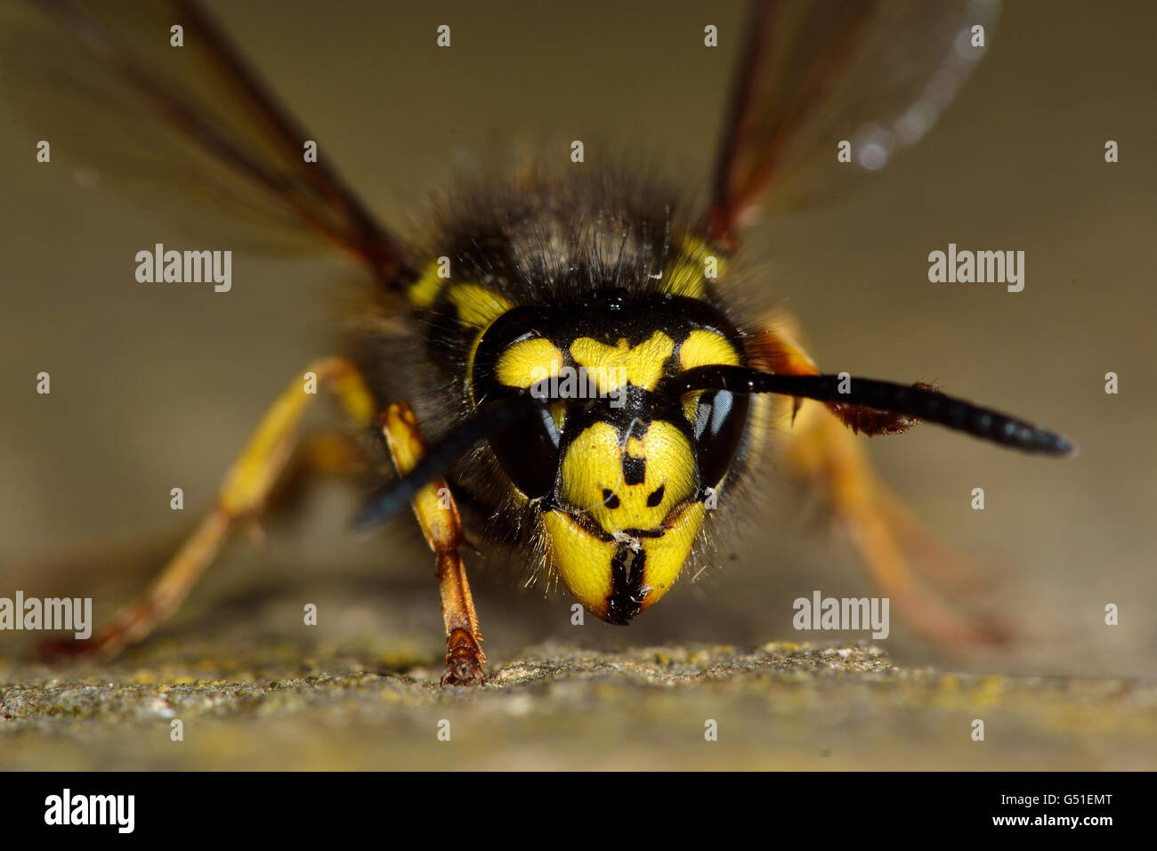 Il tedesco wasp (Vespula germanica) viso e testa. Identificazione Contrassegni per il viso di wasp sociale nella famiglia Vespidae Foto Stock