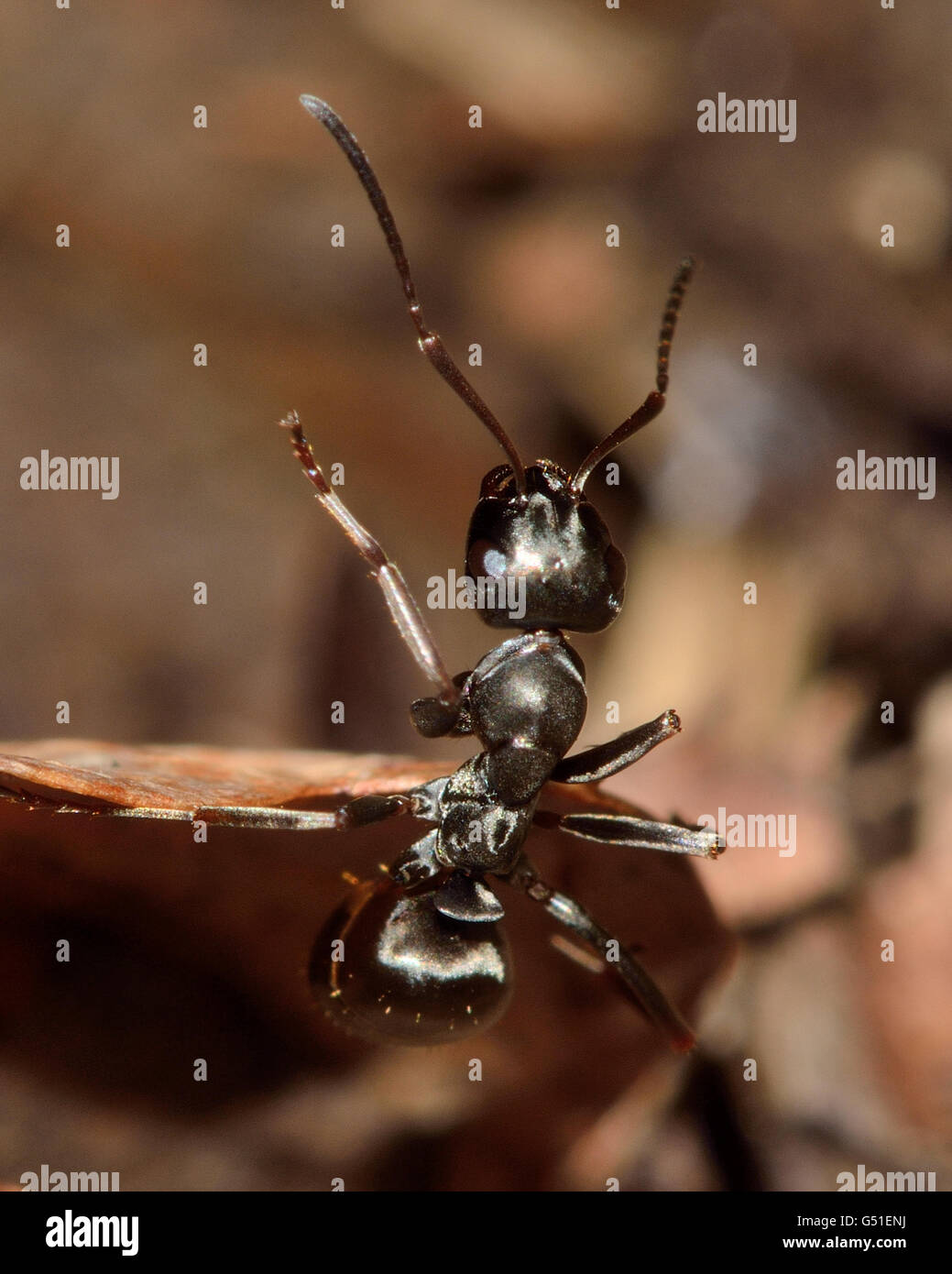 Formica fusca ant. Lavoratore della famiglia Formicidae, stretching sul bordo di una foglia Foto Stock