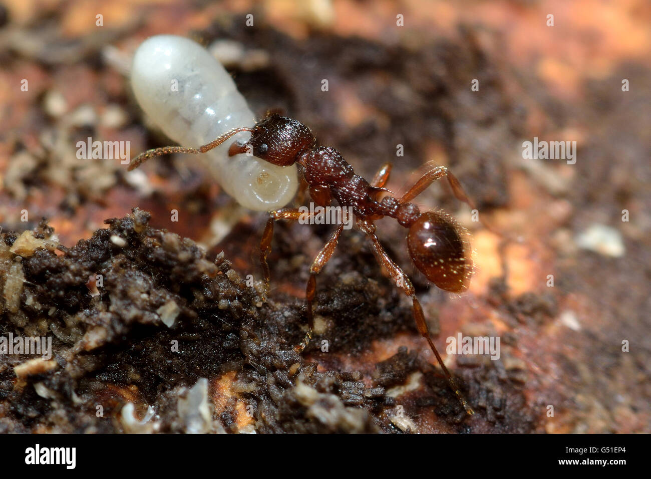 Myrmica ruginodis trasportanti grandi larva. Un rosso ant spostando un grano di sicurezza all'interno di un nido disturbato Foto Stock