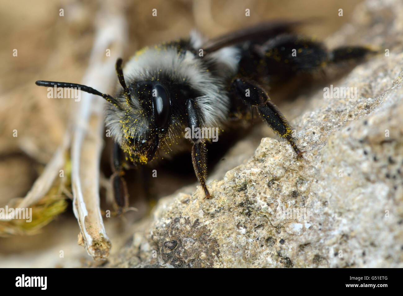 Ashy mining bee (Adrena cineraria). Insetti femmina nella famiglia Andrenidae, con il giallo dei grani di polline sui capelli Foto Stock