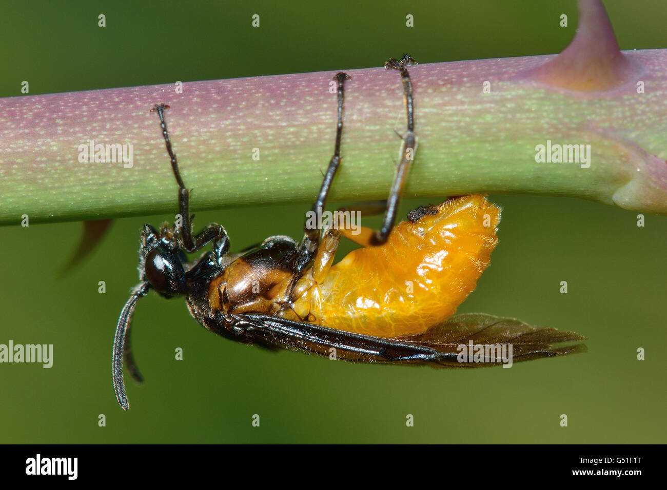 Rose sawfly (Arge ochropus) adulto. Piccolo insetto della famiglia Argidae, appoggiato sullo stelo di foodplant, cane rosa (Rosa canina) Foto Stock