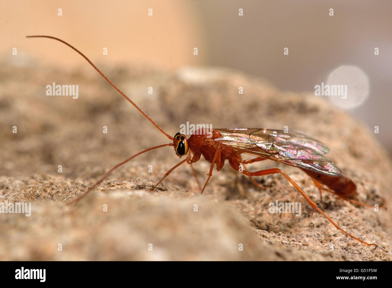 Ophion perkinsi ichneumon wasp. Wasp nella famiglia Ichneumonidae, un parassitoide di larve di lepidotteri Foto Stock