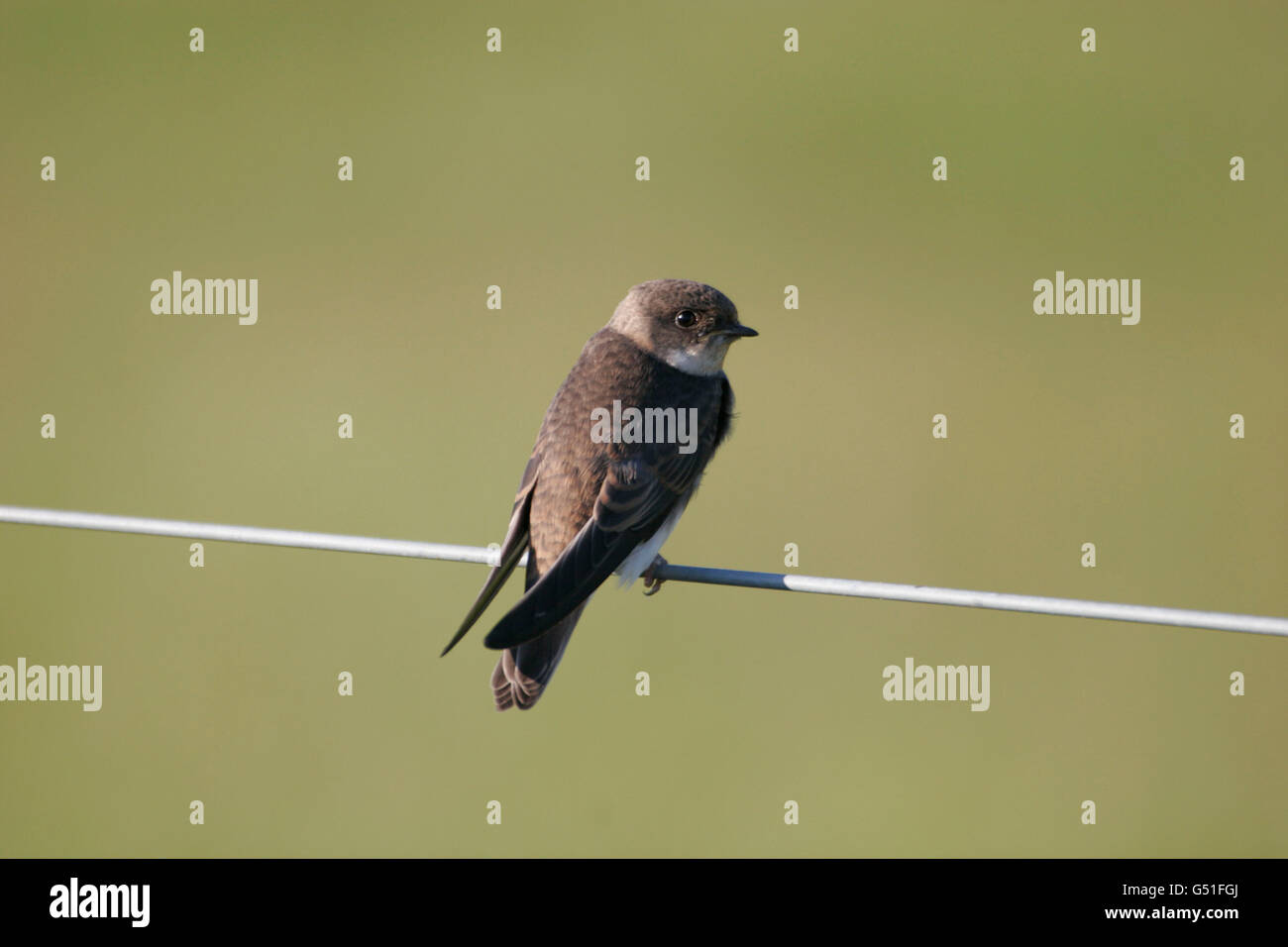 Sand Martin Riparia Riparia, singolo bambino appollaiato sul filo. Prese giugno, Scotland, Regno Unito. Foto Stock