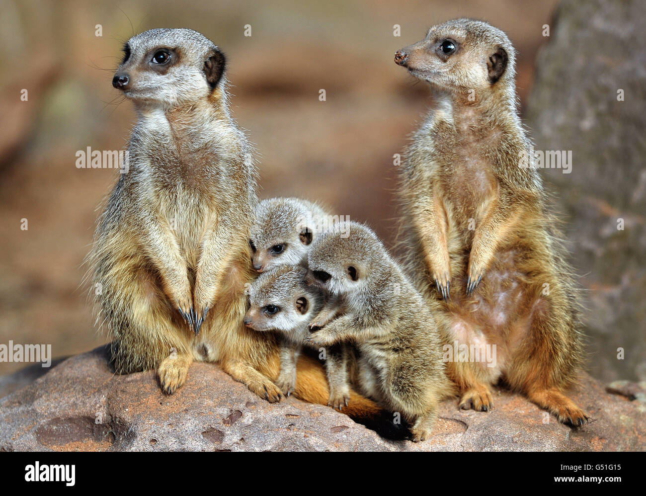 Baby Meerkats presso lo Zoo di Bristol Foto Stock