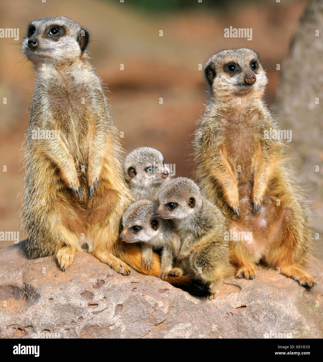 Baby Meerkats presso lo Zoo di Bristol Foto Stock