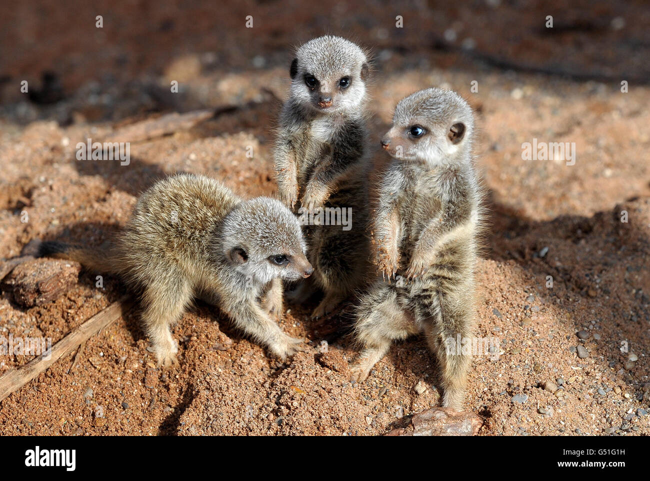 Tre piccoli meerkat, chiamati Timon, Pumbaa e Rafiki, dopo i personaggi del film Disney il Re Leone, al Bristol Zoo Gardens. Foto Stock