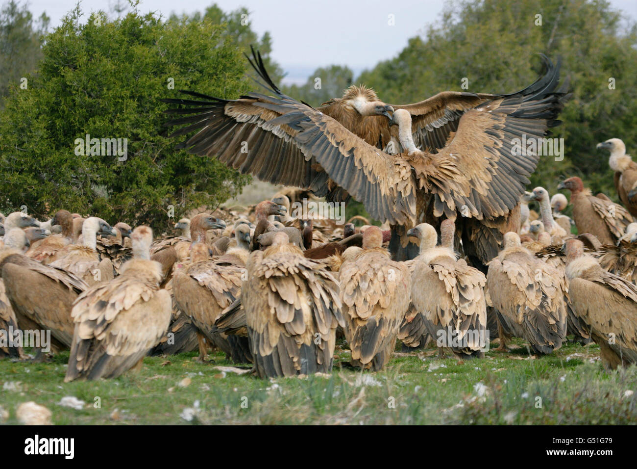 Grifoni, Gyps fulvus e combattimenti alla carcassa. Presa di marzo. Segovia, Spagna. Foto Stock