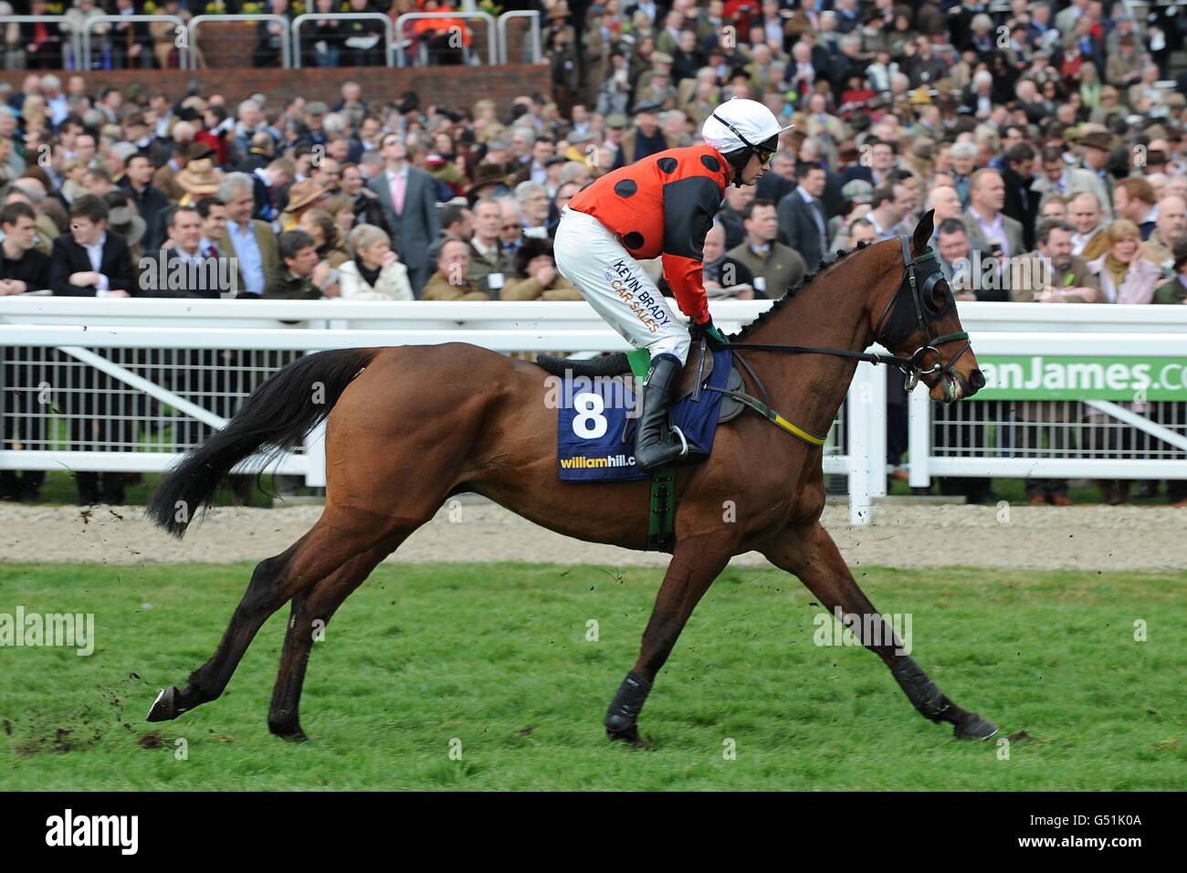 Horse Racing - 2012 Cheltenham Festival - Day One - Cheltenham Racecourse Foto Stock