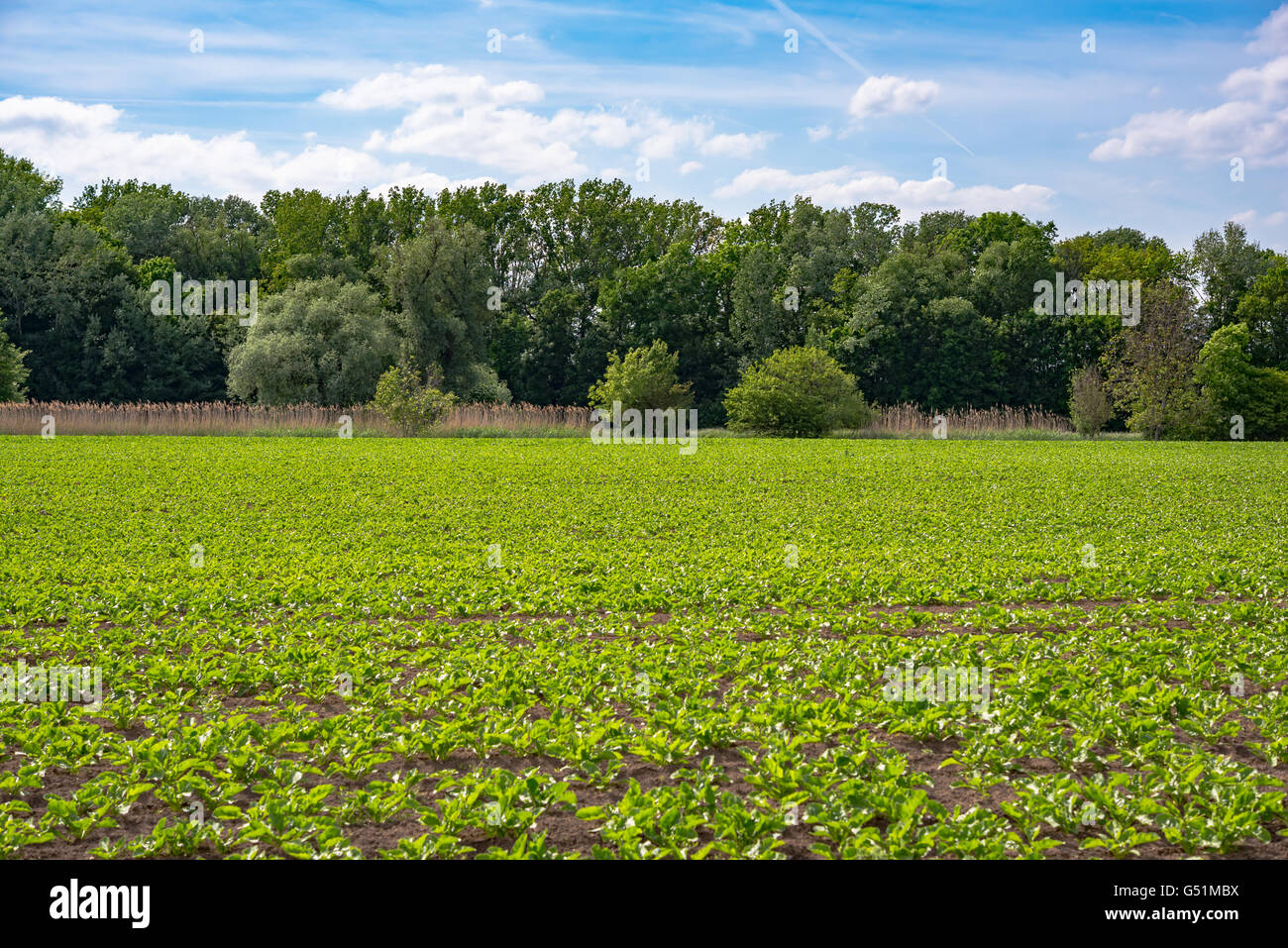 Campo di insalata sotto il cielo blu Foto Stock