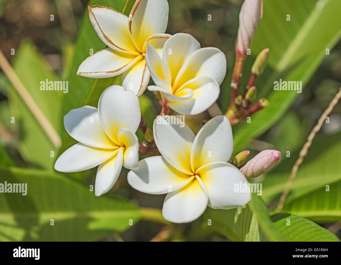 Primo piano particolare di quattro di bianco e giallo frangipani plumeria fiori su un impianto Foto Stock