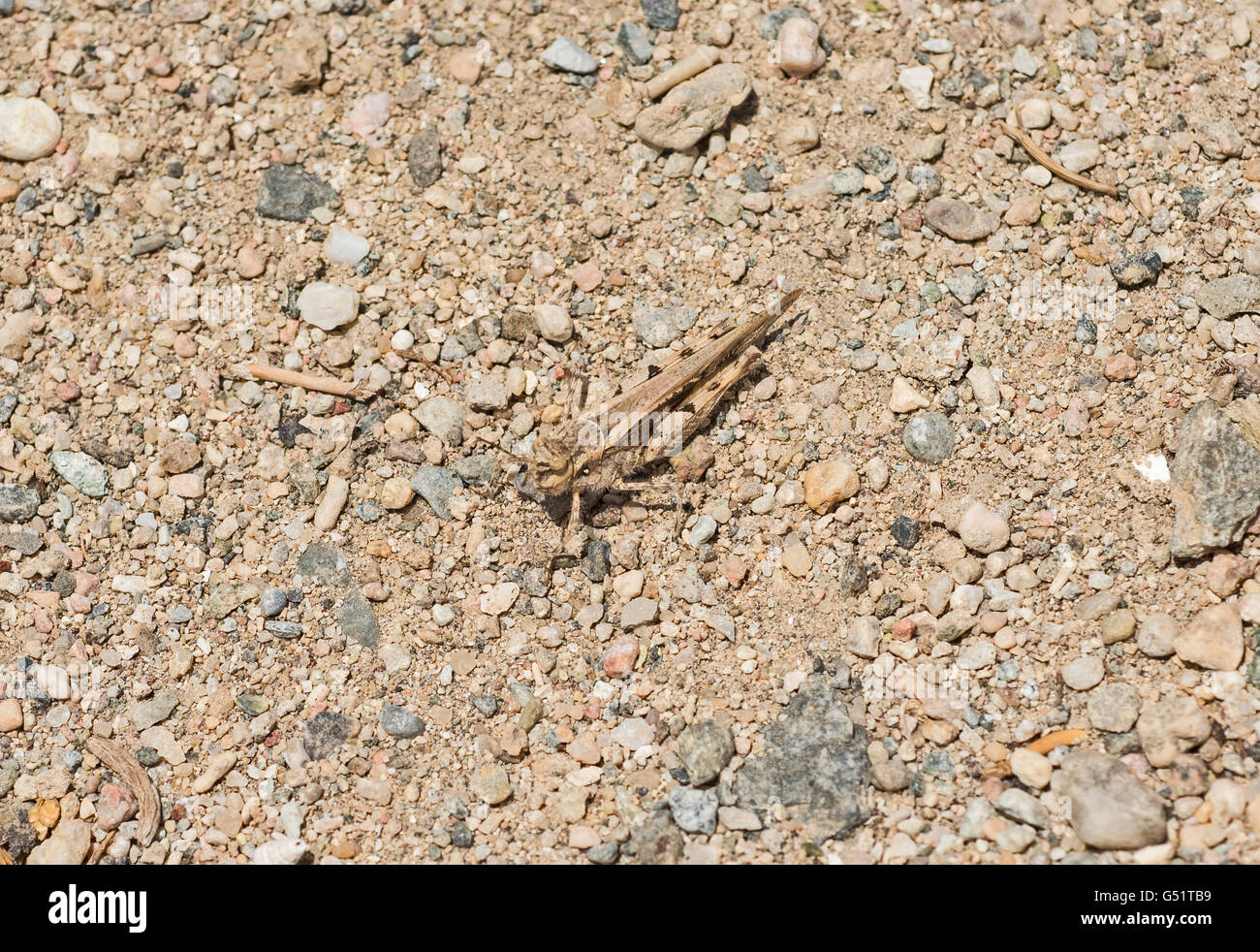 Almeno il deserto grasshopper xeracris minimus closeup macro su un terreno pietroso sfondo Foto Stock