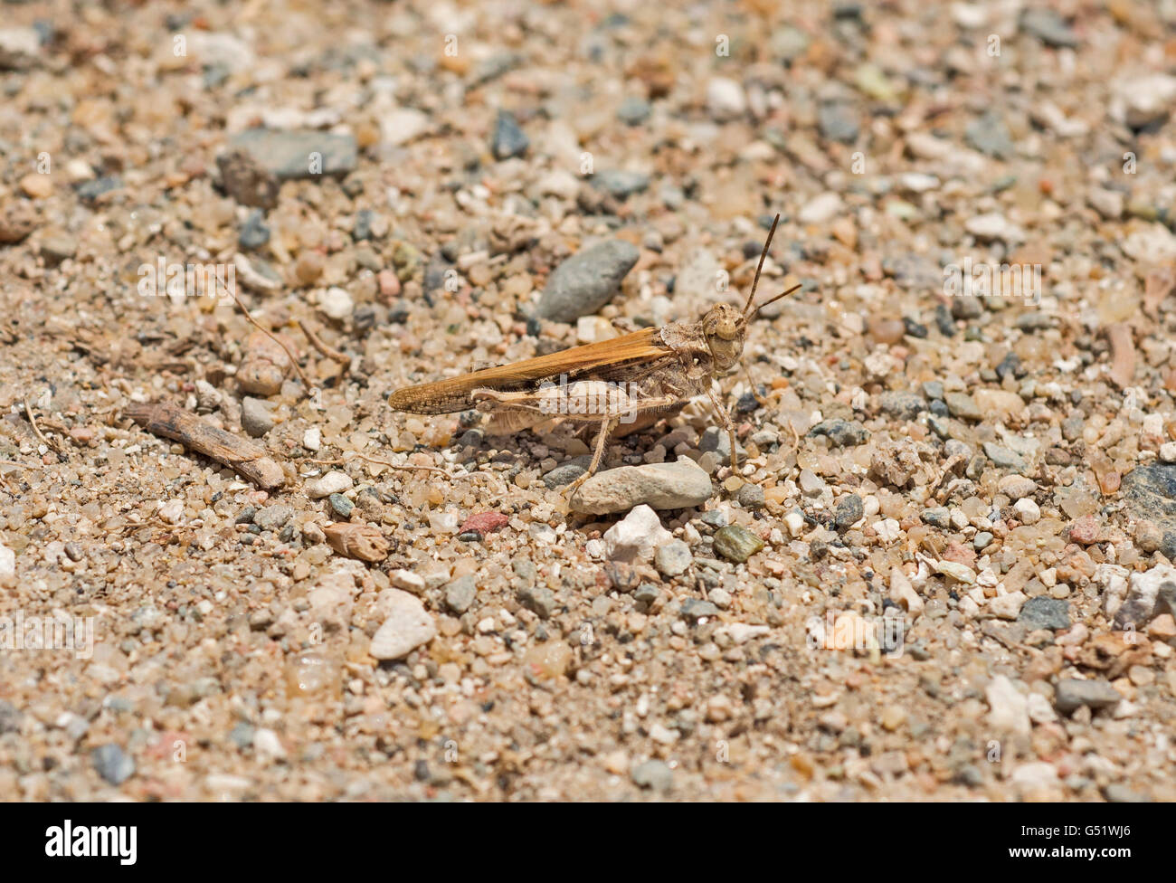 Almeno il deserto grasshopper xeracris minimus closeup macro su un terreno pietroso sfondo Foto Stock