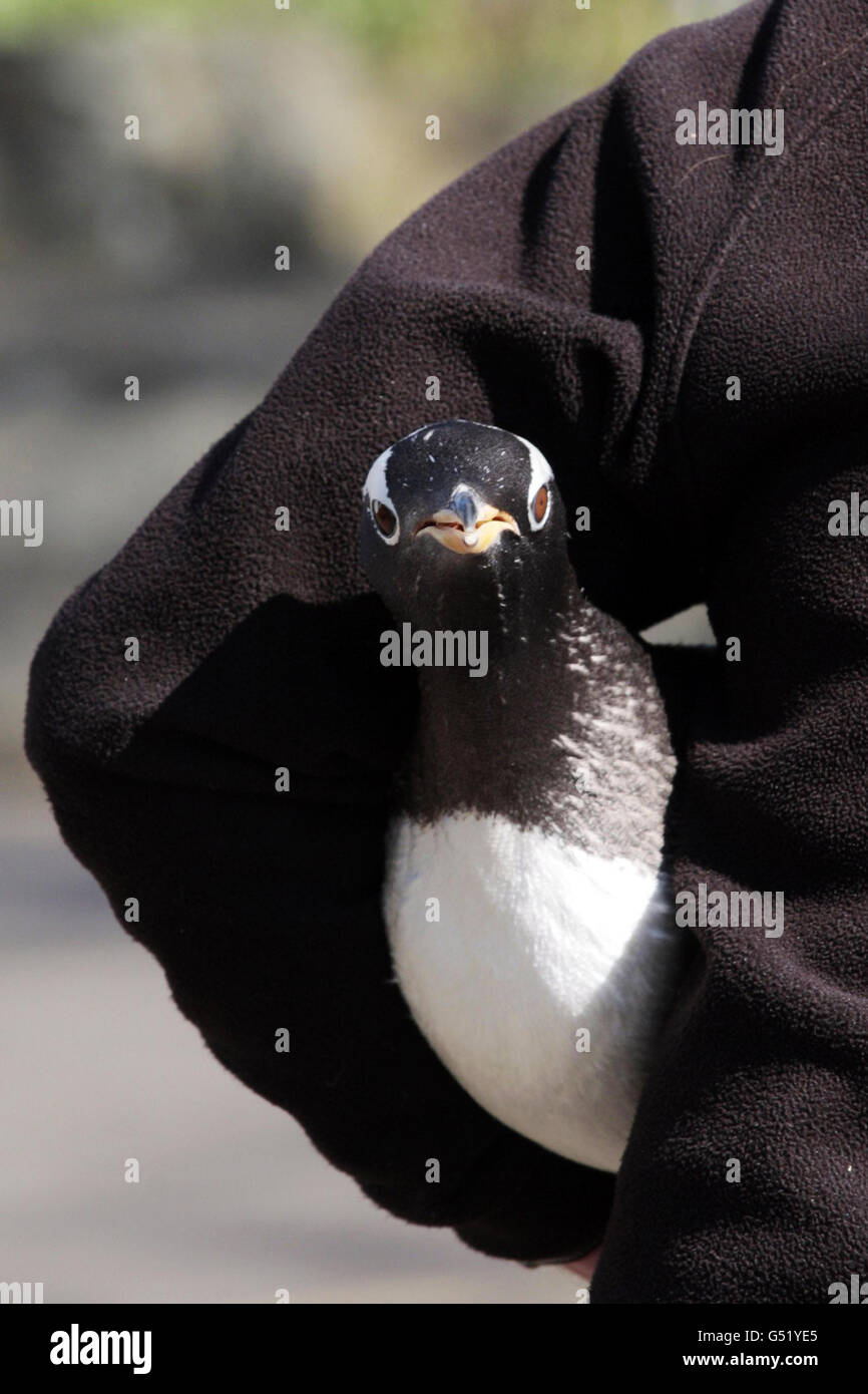 Un custode dello Zoo di Edimburgo sposta uno dei 29 pinguini Gentoo dalla loro recinzione ad una casa temporanea mentre i lavori di manutenzione vengono eseguiti per i prossimi due mesi. Foto Stock