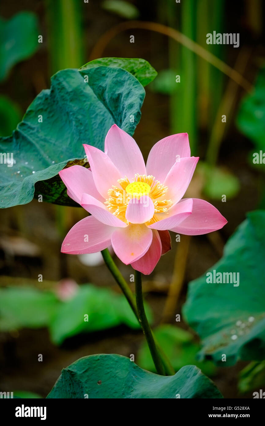 Indian fiore di loto (Nelumbo nucifera) Foto Stock