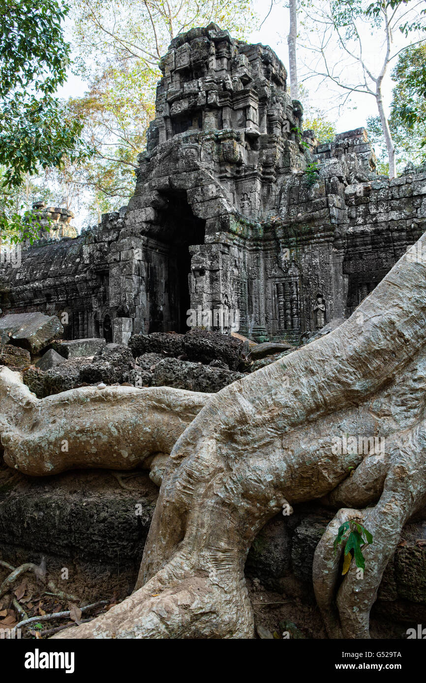 Asia, Cambogia Siem Reap, Angkor, Ta tendere tempio nella giungla Foto Stock