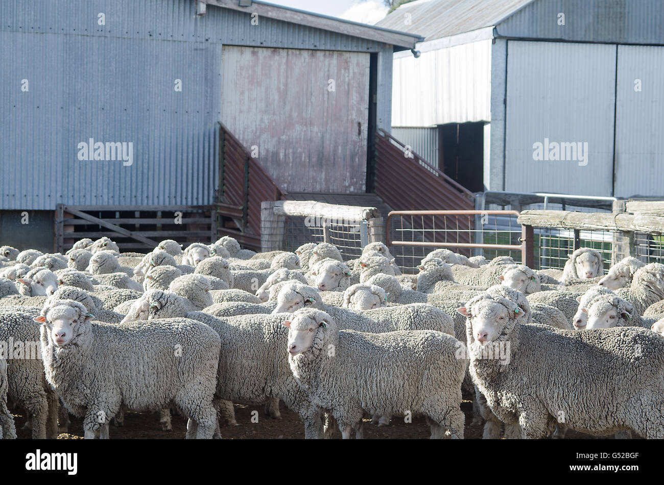Pecore Merino nella partecipazione a penna al di fuori di un capannone di taglio. Foto Stock