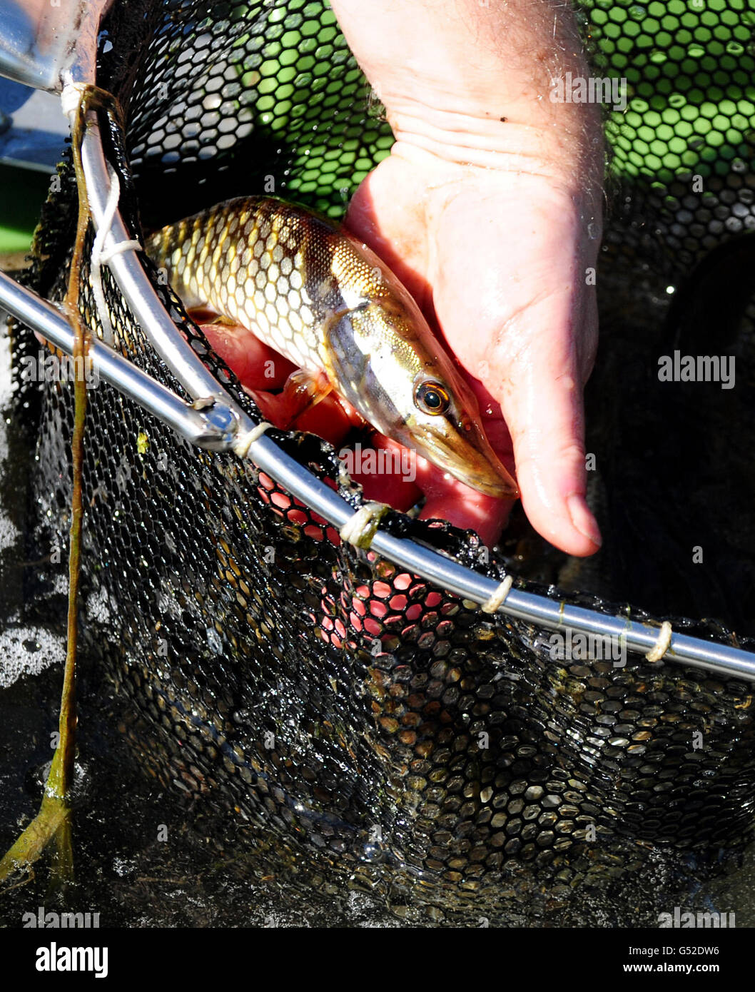 Il responsabile della pesca dell'Agenzia per l'ambiente mette il pesce in un serbatoio dopo la pesca elettrica al largo del Maxey Cut sul fiume Welland a Northborough, Lincolnshire, per salvare il pesce dai bassi livelli di acqua. Foto Stock