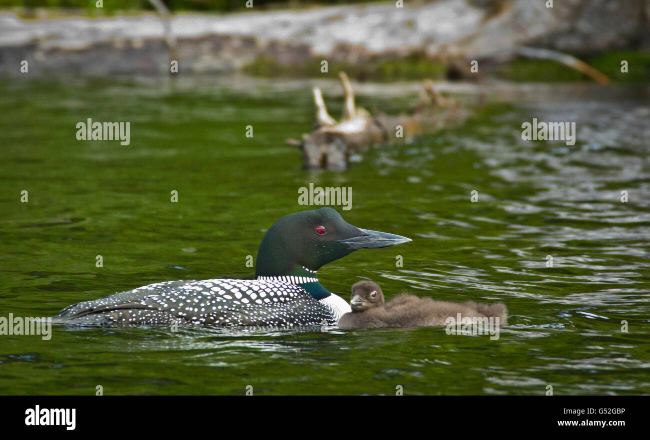 Loon con pulcino Foto Stock