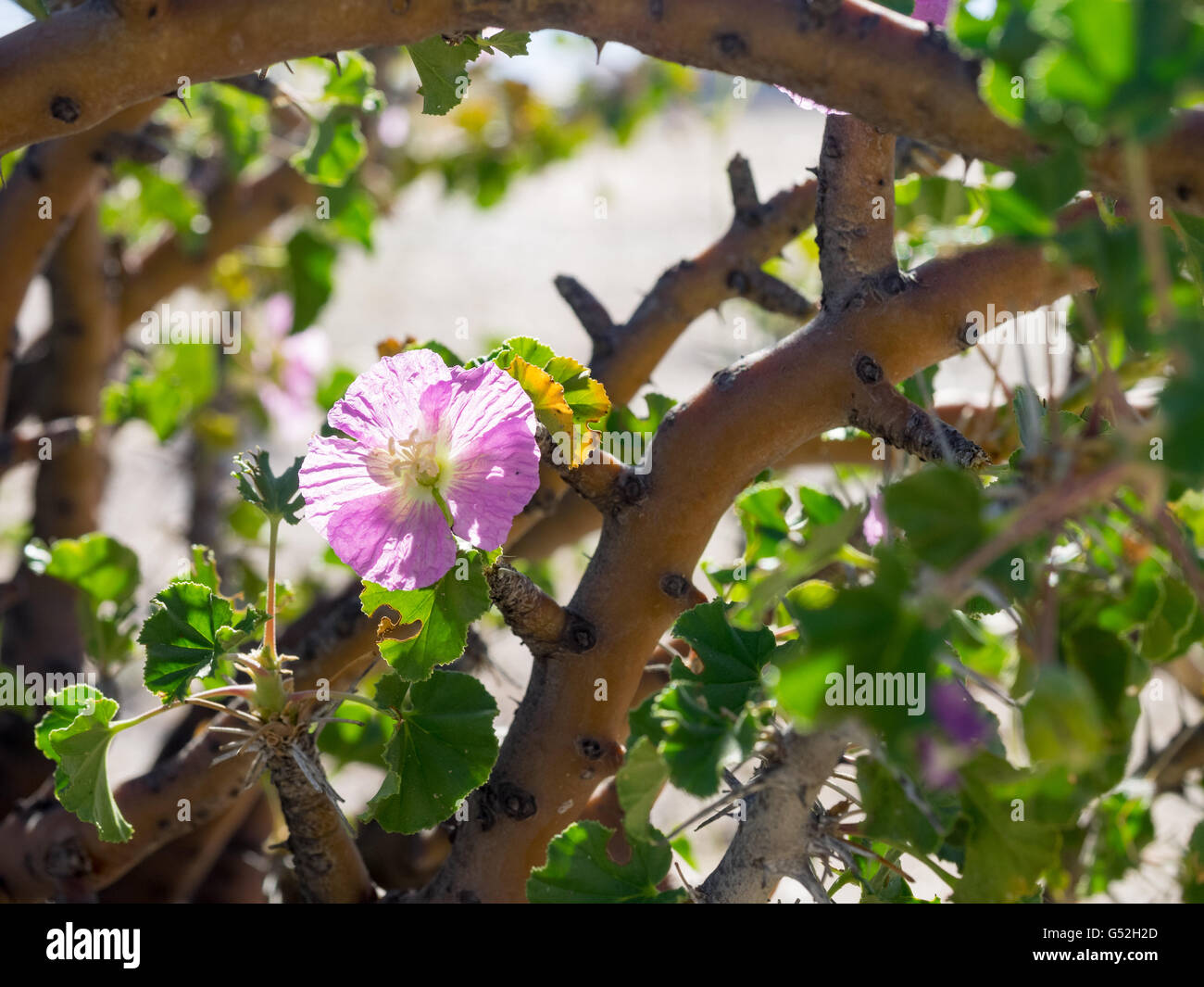 La Namibia, Erongo, Swakopmund, fioritura di un 'Buschmannkerze' (Sarcocaulon vanderietiae) succulenta geranio Foto Stock