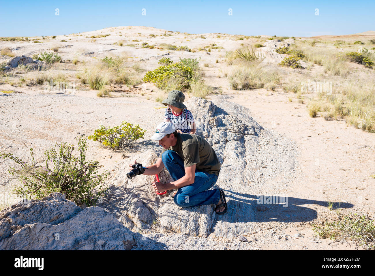 La Namibia, Erongo, Swakopmund, sulla gita di scoperta con il Papa, in un viaggio alla scoperta di un 'Buschmannkerze' (Sarcocaulon vanderietiae) succulenta geranio Foto Stock