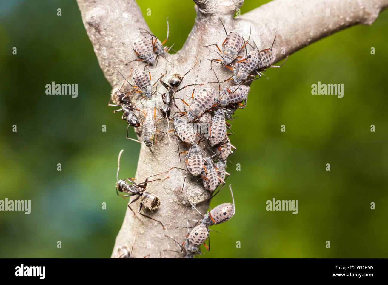 Falegname nero formiche (Camponotus pennsylvanicus) tendono corteccia gigante afidi (Longistigma caryae) per loro melata. Foto Stock