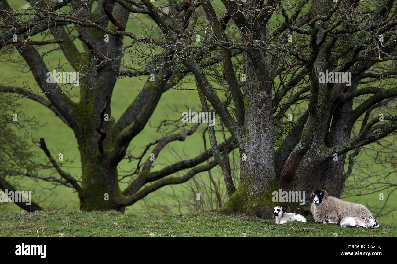 Pecora e agnelli. Pecore e agnelli in un campo a Staveley, Cumbria. Foto Stock