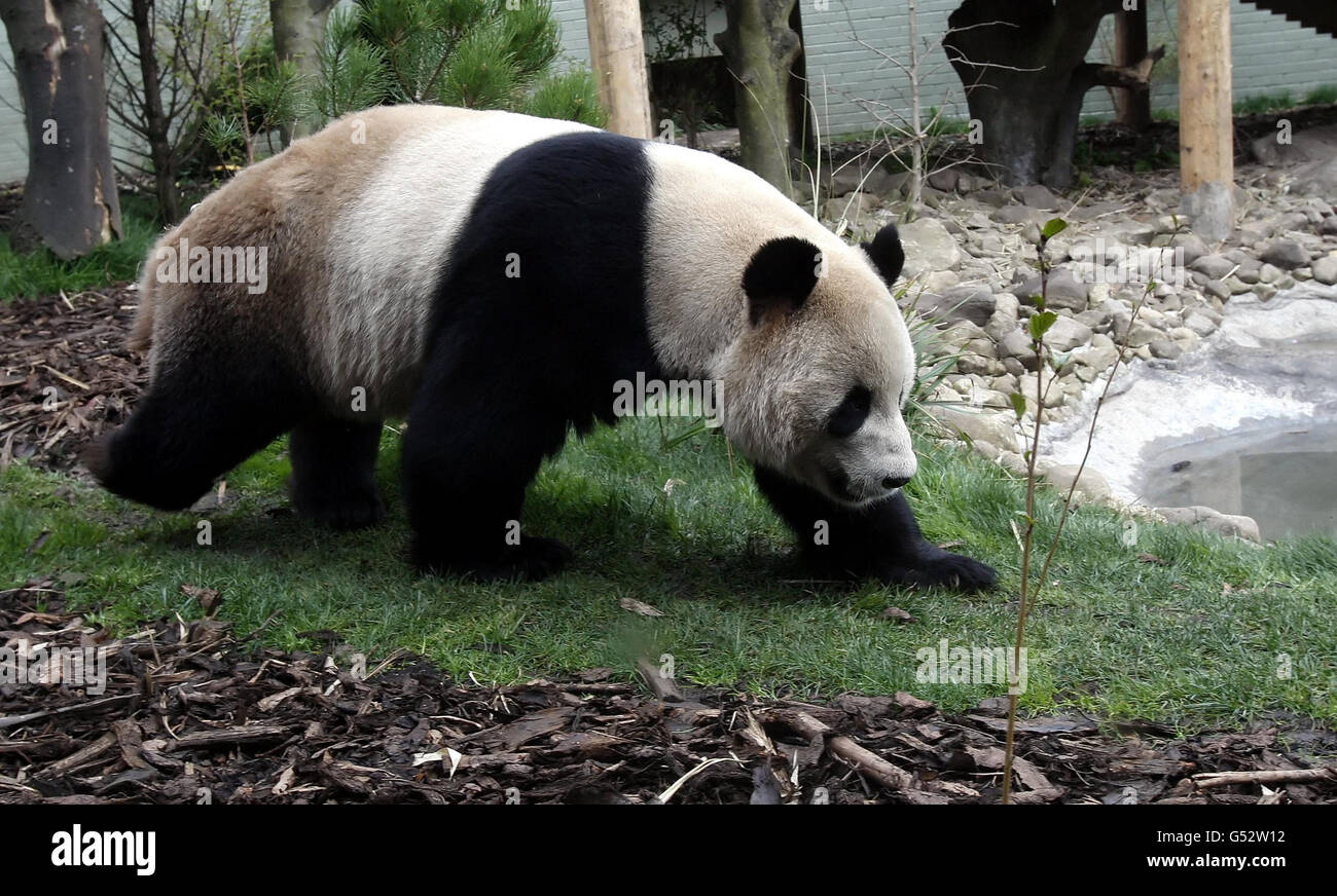 Panda Yang Guang maschile allo zoo di Edimburgo in Scozia, un custode dello zoo di Edimburgo ha aperto ieri un "tunnel d'amore" tra il maschio Yang Guang e le recinzioni di Tian Tian Tian, sperando di accelerare il processo di accoppiamento. Foto Stock