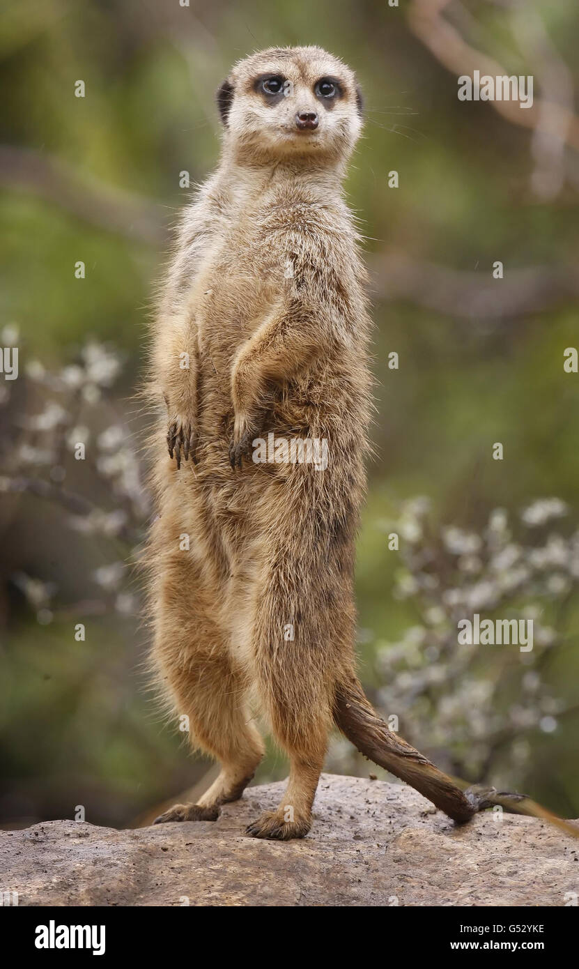 Un Meerkat allo Zoo di Edimburgo in Scozia, dopo un nuovo clan di Meerkats sono accolti dai visitatori. Foto Stock