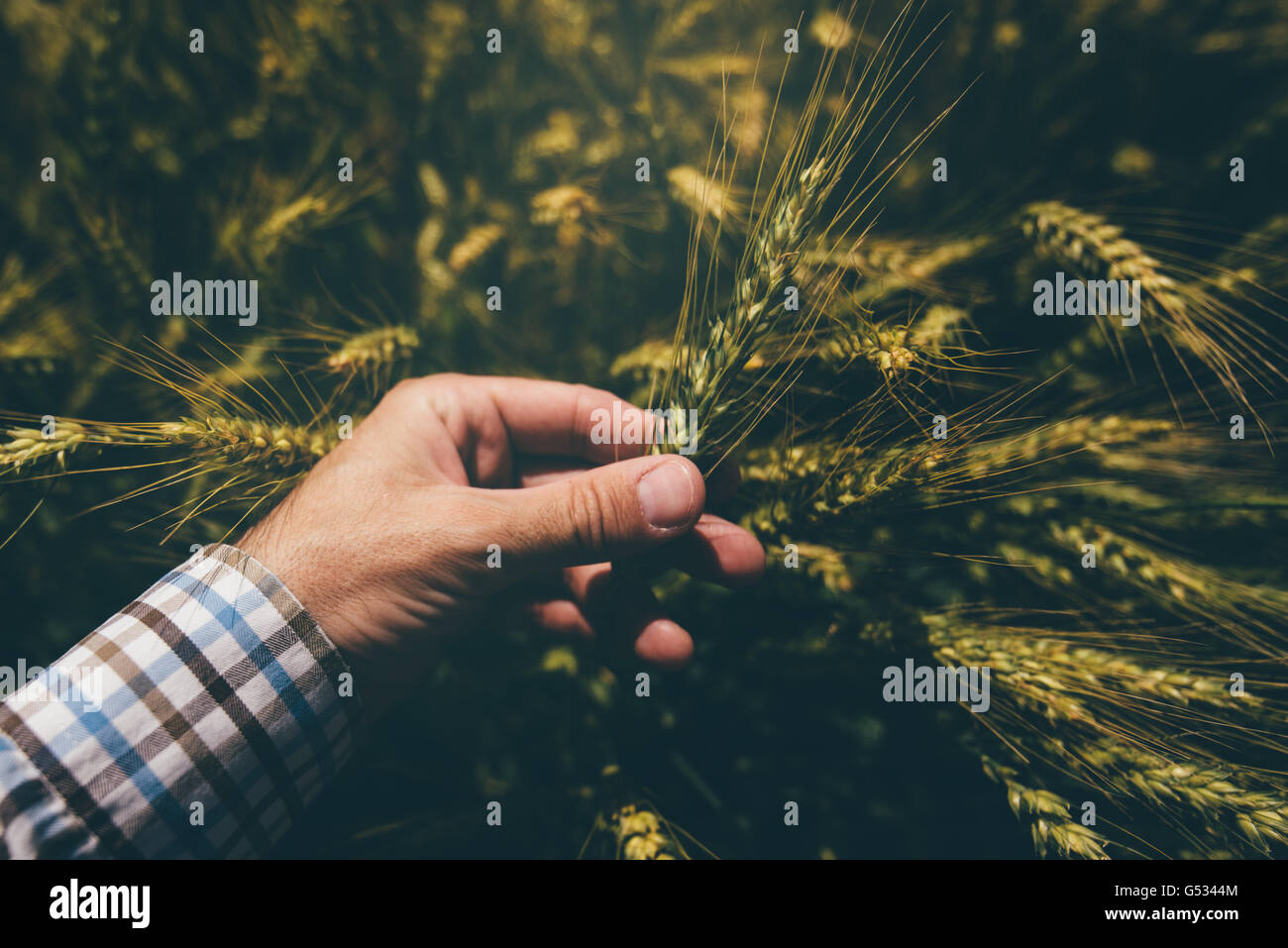 Maschio di imprenditore nel campo di grano, il punto di vista personale, mano toccando le colture di cereali Foto Stock