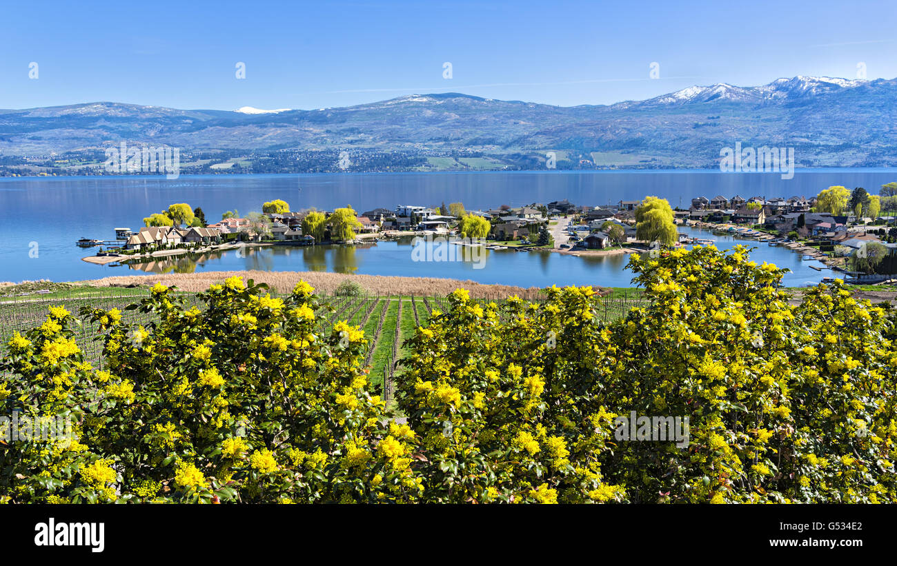 Green Bay suddivisione fronte lago sul lago Okanagan West Kelowna British Columbia Canada con giallo arbusto a fioritura in primo piano Foto Stock
