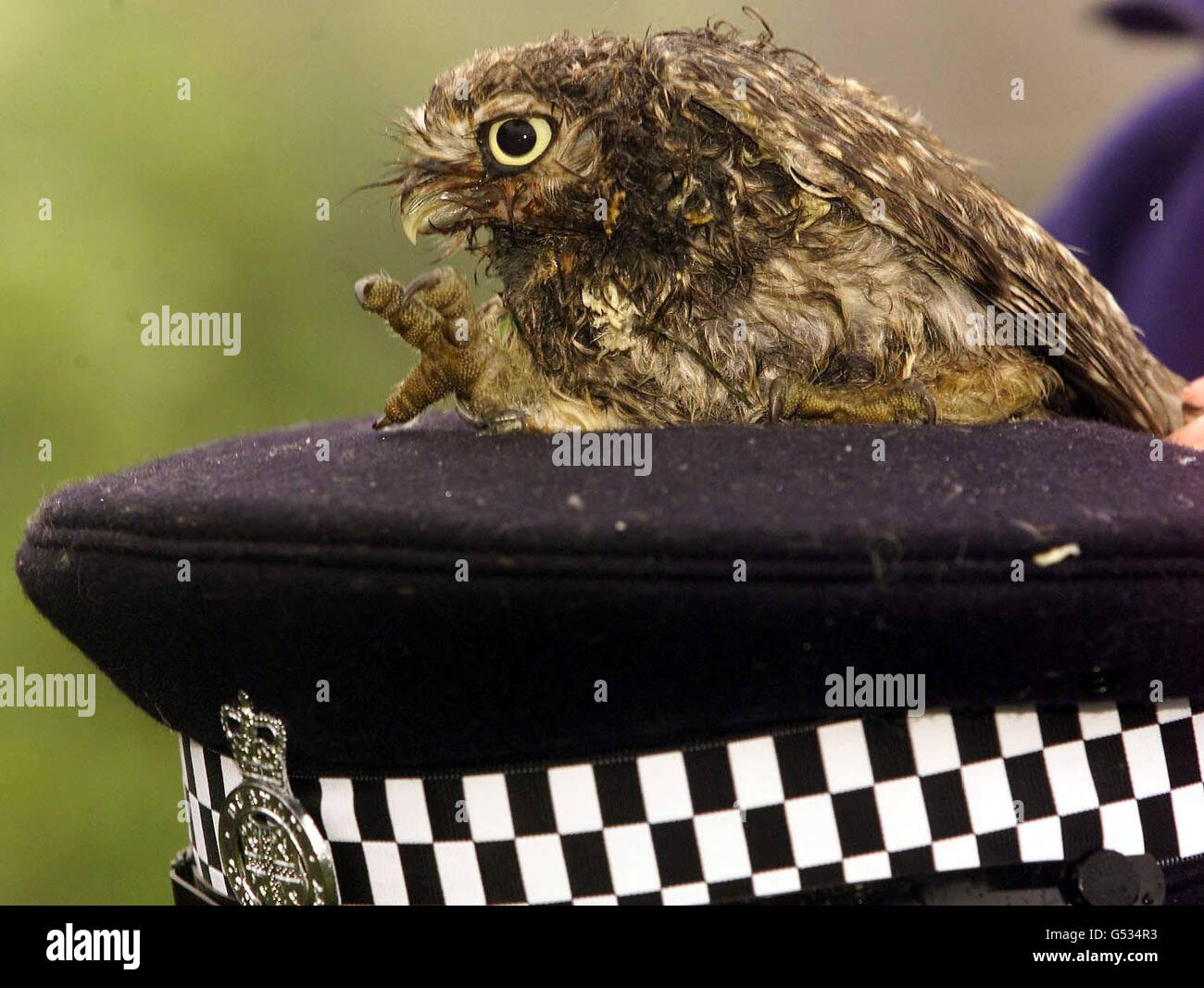 Il piccolo gufo con una gamba rotta che è stato battezzato Leo dopo essere stato salvato da ufficiali di polizia armati che sorvegliano il collegio elettorale del primo ministro a casa. L'uccello colpito è stato trovato da una pattuglia vicino alla casa dei Blairs a Trimdon Colliery, Co Durham. * dopo aver apparentemente colpito l'overhead. Foto Stock