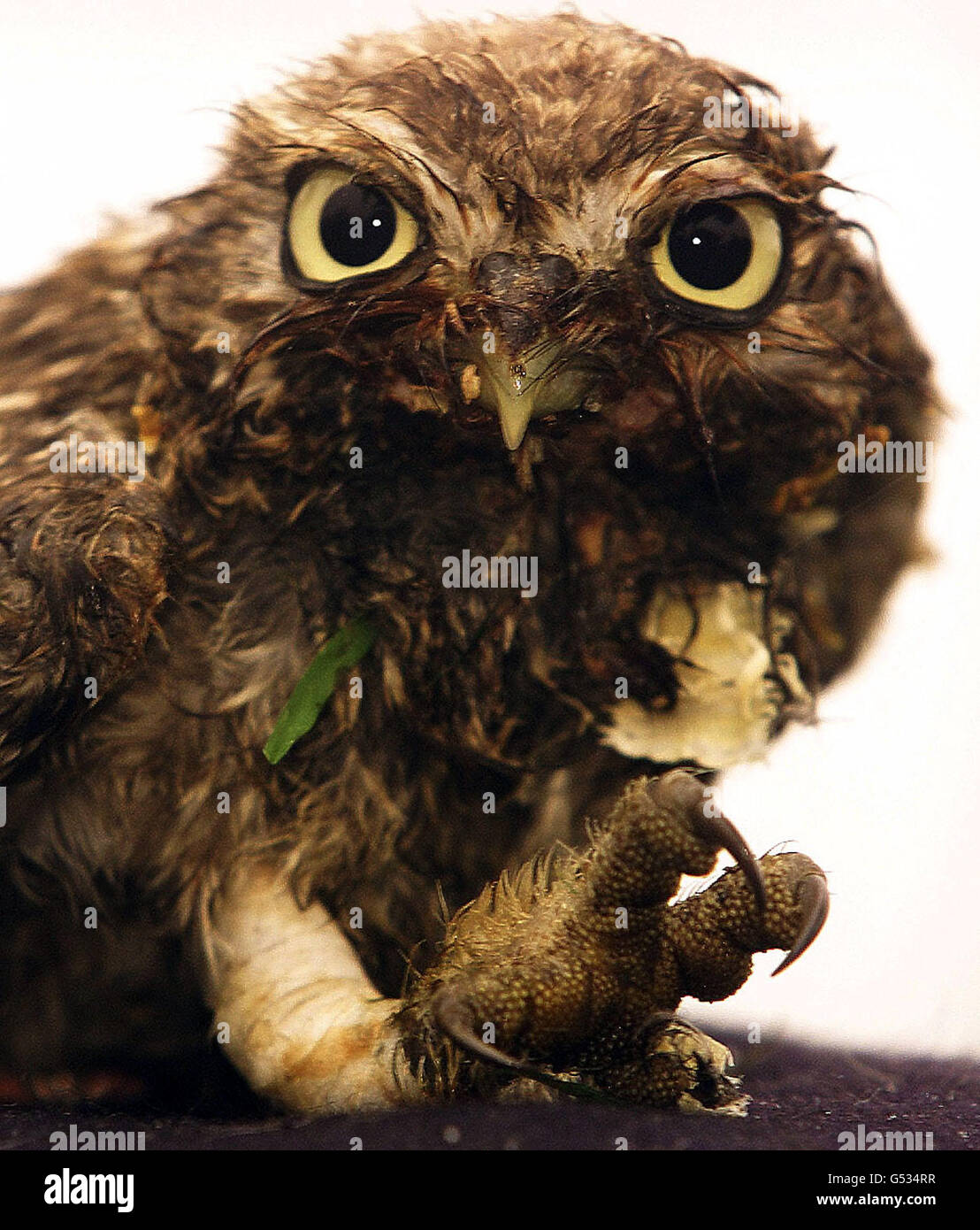 Il piccolo gufo con una gamba rotta che è stato battezzato Leo dopo essere stato salvato da ufficiali di polizia armati che sorvegliano il collegio elettorale del primo ministro a casa. L'uccello colpito è stato trovato da una pattuglia vicino alla casa dei Blairs a Trimdon Colliery, Co Durham. * dopo aver apparentemente colpito l'overhead. Foto Stock
